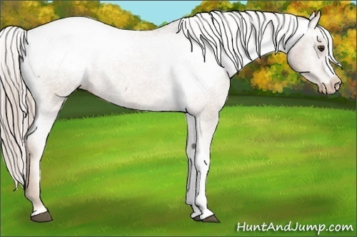 Horse Color:Palomino Appaloosa 