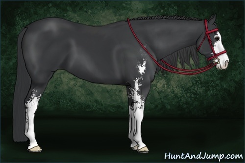 Horse Color:Black Sabino