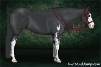 Horse Color:Black Sabino