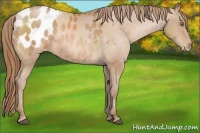Horse Color:Bay Pearl Sabino Appaloosa 