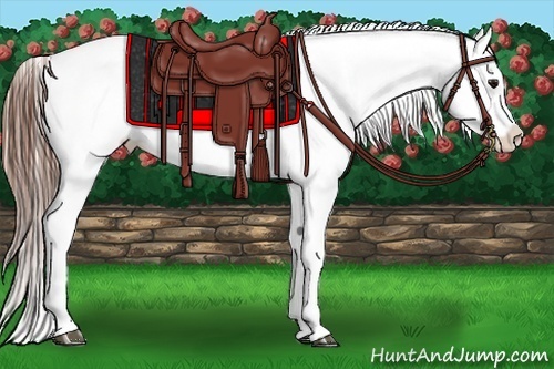 Horse Color:White Spotted Bay Sabino Appaloosa 