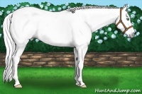 Horse Color:Gray Silver Amber Cream Champagne Roan Dun Splash Tobiano Frame Appaloosa Rabicano 