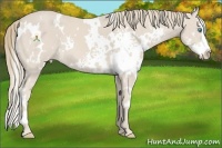Horse Color:White Spotted Smoky Creme Splash Frame