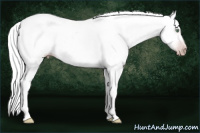Horse Color:Gray Silver Amber Cream Champagne Roan Dun Splash Tobiano Frame Appaloosa Rabicano
