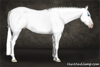 Horse Color:Gray Silver Amber Cream Champagne Roan Dun Splash Tobiano Frame Varnish Rabicano 