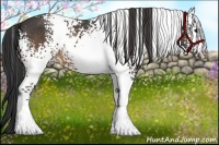 Horse Color:White Spotted Buckskin