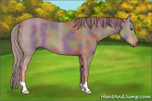 Horse Color:Nacre Watercolor Chestnut 
