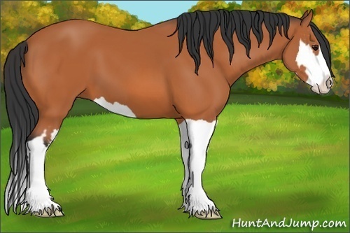 Horse Color:Bay Splash Frame