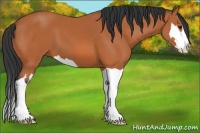 Horse Color:Bay Splash Frame