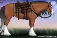 Horse Color:Bay Splash