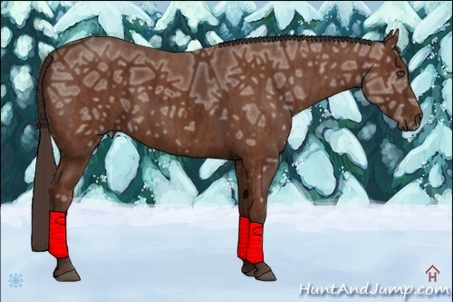 Horse Color:Bay Ice  Brindle