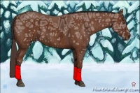 Horse Color:Bay Ice Brindle