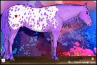 Horse Color:Watercolor Bay Appaloosa 