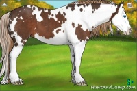 Horse Color:White Spotted Liver Chestnut Splash 