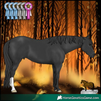 Horse Color:Black  Brindle
