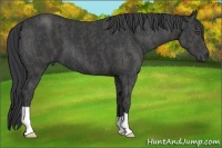 Horse Color:Black Brindle