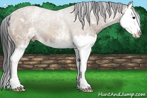 Horse Color:White Spotted Bay Roan Dun Splash 