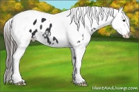 Horse Color:Black Tobiano Appaloosa 