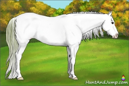Horse Color:Watercolor Bay Sabino Appaloosa 
