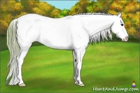 Horse Color:Watercolor Bay Sabino Appaloosa 
