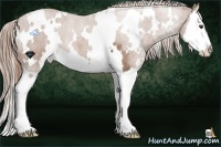 Horse Color:White Spotted Red Roan Splash 