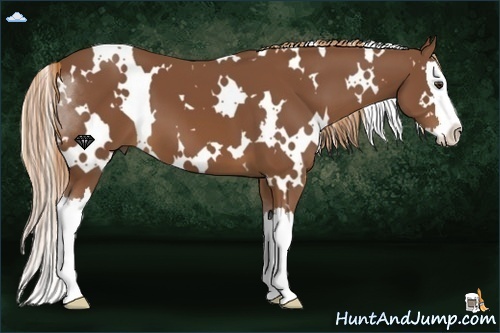 Horse Color:White Spotted Chestnut Splash