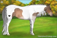Horse Color:Buckskin Roan Tobiano 