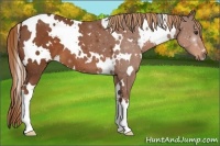 Horse Color:White Spotted Chestnut 