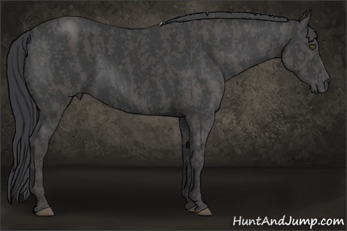 Horse Color:Black  Brindle