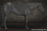 Horse Color:Black  Brindle