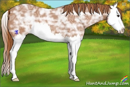 Horse Color:Chestnut Ice Splash 