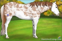 Horse Color:Chestnut Ice Splash 