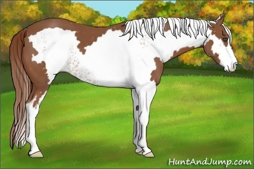 Horse Color:White Spotted Chestnut Sabino Frame 