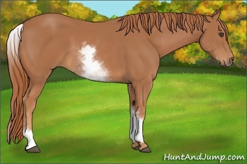 Horse Color:White Spotted Chestnut Sabino Frame