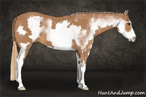 Horse Color:White Spotted Chestnut Sabino Frame 