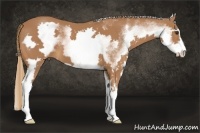 Horse Color:White Spotted Chestnut Sabino Frame 
