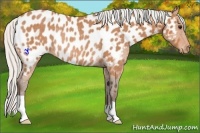 Horse Color:Silver Bay Appaloosa Rabicano 