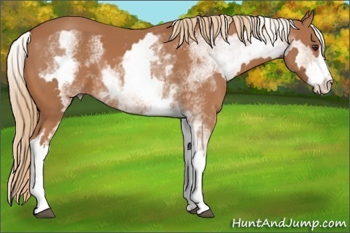Horse Color:White Spotted Chestnut Sabino Frame