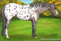 Horse Color:Brown Appaloosa 