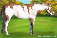 Horse Color:White Spotted Bay Sabino Frame