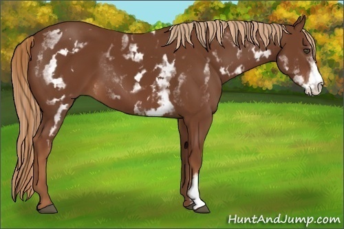 Horse Color:White Spotted Chestnut Sabino Frame