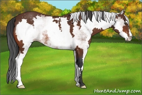 Horse Color:White Spotted Bay Sabino Frame 