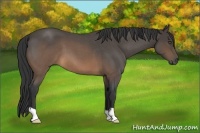Horse Color:Buckskin Roan 
