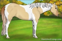 Horse Color:Red Dun Tobiano