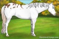 Horse Color:Chestnut Splash Snowflake Varnish 