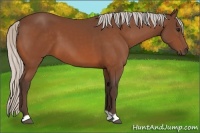 Horse Color:Silver Bay 