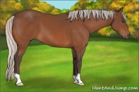 Horse Color:Silver Bay 