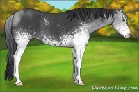 Horse Color:White Spotted Blue Roan 