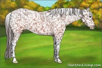 Horse Color:Brown Appaloosa 