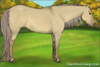 Horse Color:Chocolate Palomino Dun Sabino 